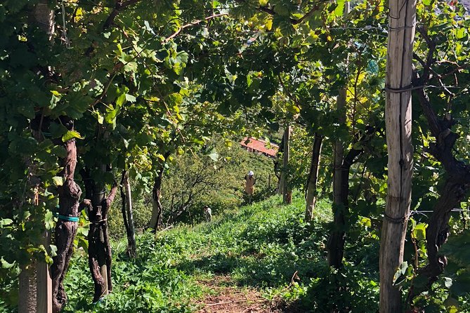 A Sparkling Day in the Prosecco Hills from Venice - Getting to Conegliano from Venice: the part you should not ignore