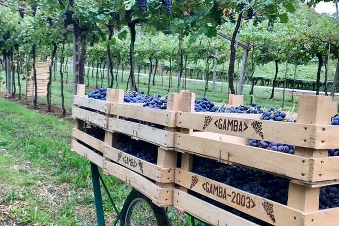 Amarone-Valpolicella tour. Visit Verona. From Venice - Quick Hits: What Makes This Day Trip Worth It