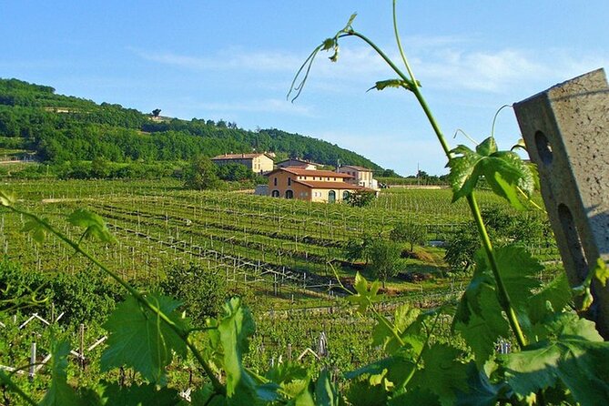 Amarone-Valpolicella tour. Visit Verona. From Venice - Light Lunch Pairing: Cheese, Salami, and a Sommelier-Led Match