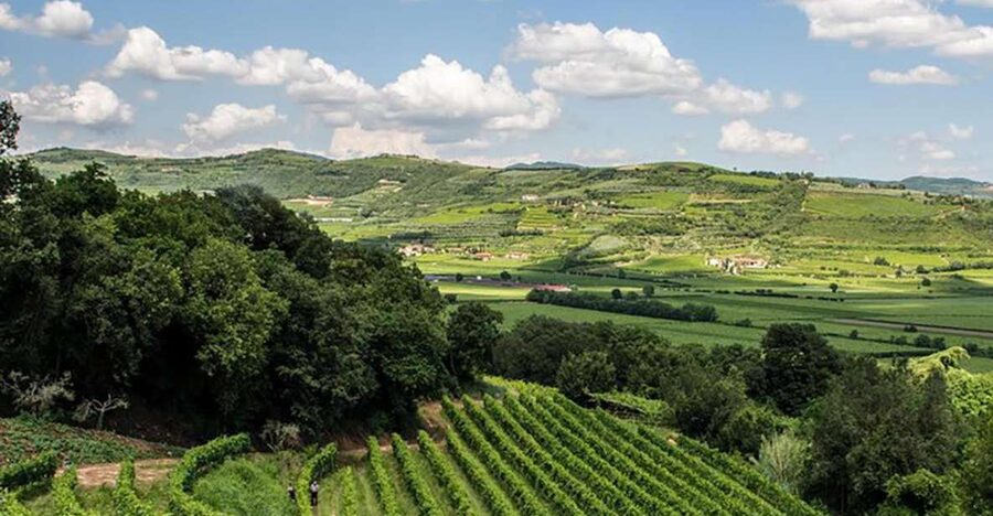 Amarone Wine Tasting Tour. Visit Verona. From Venice - Verona and Valpolicella in one day: the smart way to do it from Venice