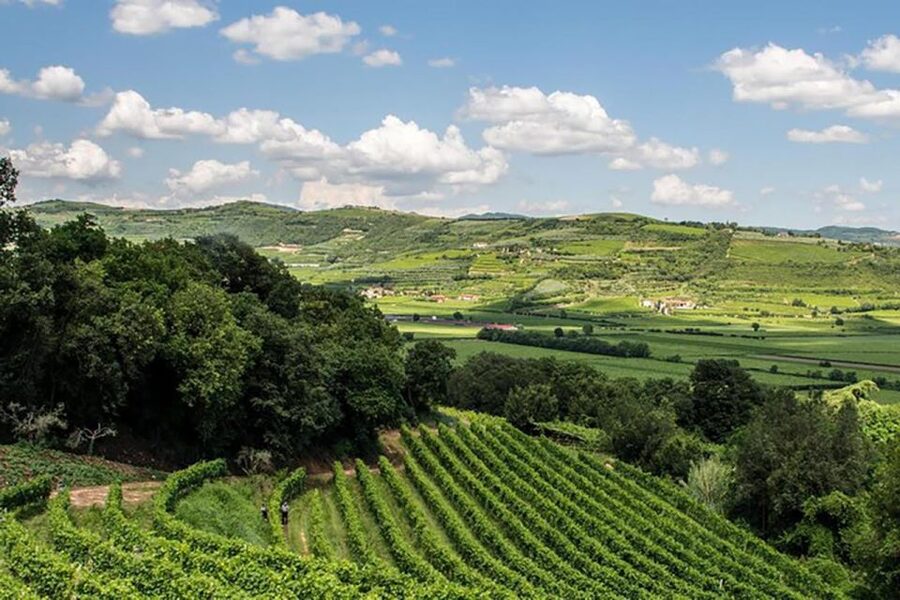 Amarone Wine Tasting Tour. Visit Verona. From Venice - The role of the guide: what you gain with Riccardo’s style