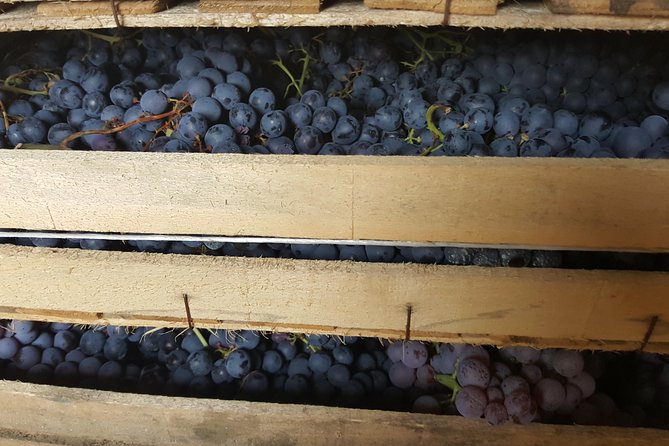 Amarone Wine Tour (all-inclusive full day with lunch and expert wine guide) - Getting Started in Venice: The Meeting Point and First Hour