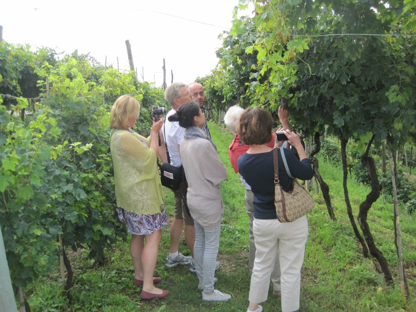 Amarone Wine Tour & Tasting from Venice, Padua or Verona - Why Valpolicella and Amarone tasting feel different from a typical wine day