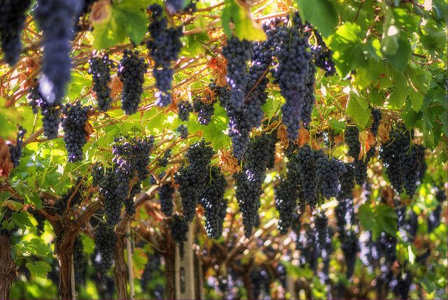 Amarone Wine Tour & Tasting from Venice, Padua or Verona - Lunch in wine country: what’s served, and why it’s more than a break