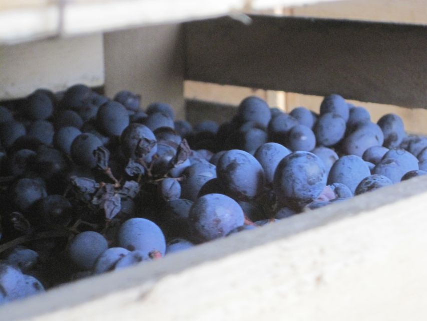 Amarone Wine Tour & Tasting from Venice, Padua or Verona - The drive through villas, olive groves, and tiny vineyard roads