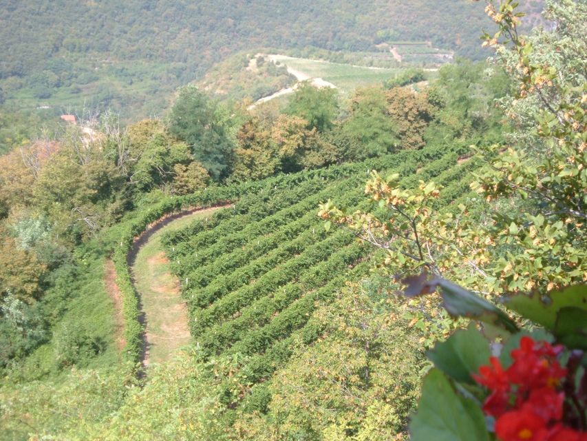Amarone Wine Tour & Tasting from Venice, Padua or Verona - Price and what $542.03 per person really covers