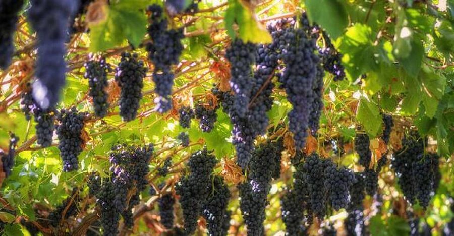 Amarone Wine Tour & Tasting from Venice, Padua or Verona - Cantina number one: a 15th-century start that sets the tone for the wines