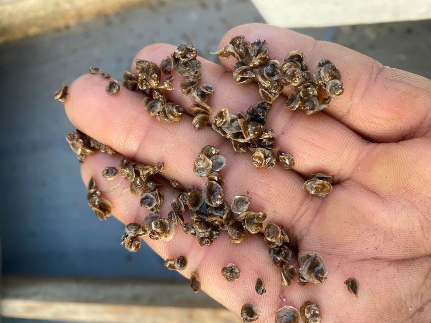 Chioggia: discover aquaculture techniques in a typical boat - Price and value: is 67 dollars for 1.5 hours a good deal?