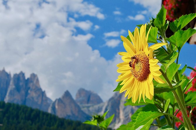 Cortina & Dolomites Small Group full Day tour from Venice - Why Cortina And The Dolomites Work So Well As a Day Trip From Venice