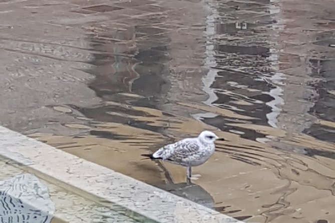 FriendInVenice: Experience the True Venice with a Private Tour - Bacari breaks: cicchetti, sandwiches, and why these stops matter