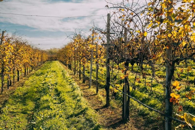 From Venice: Prosecco Hills and Wine Tasting Tour - Key highlights worth your time