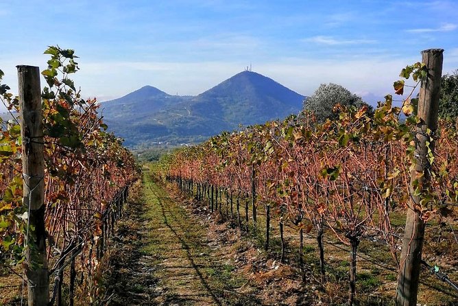 From Venice: Wine Tour in the Euganean Hills - Key highlights you will actually feel on the day