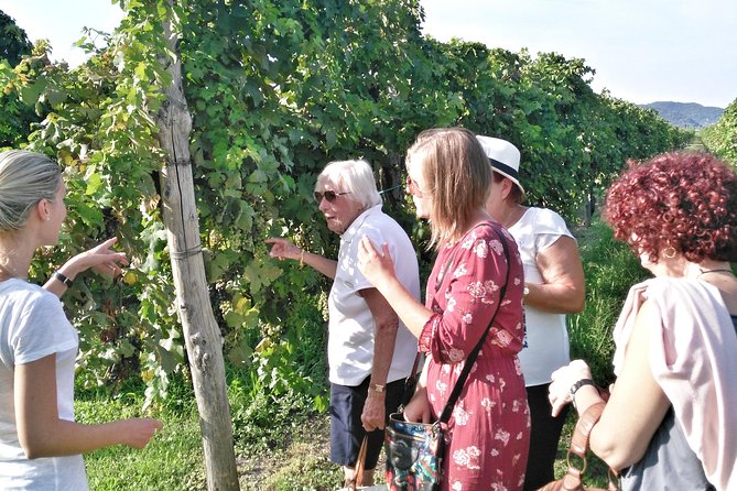 From Venice: Wine Tour in the Euganean Hills - The drive between wineries: quick glimpses that add meaning