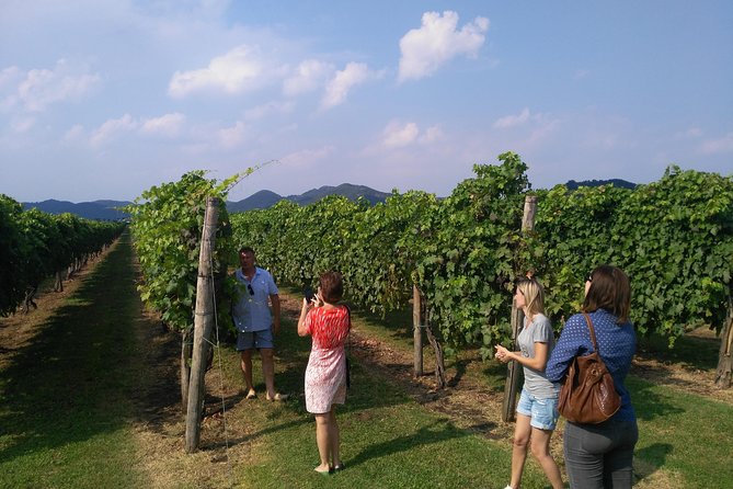 From Venice: Wine Tour in the Euganean Hills - Price and value: what you’re paying for at $208.50