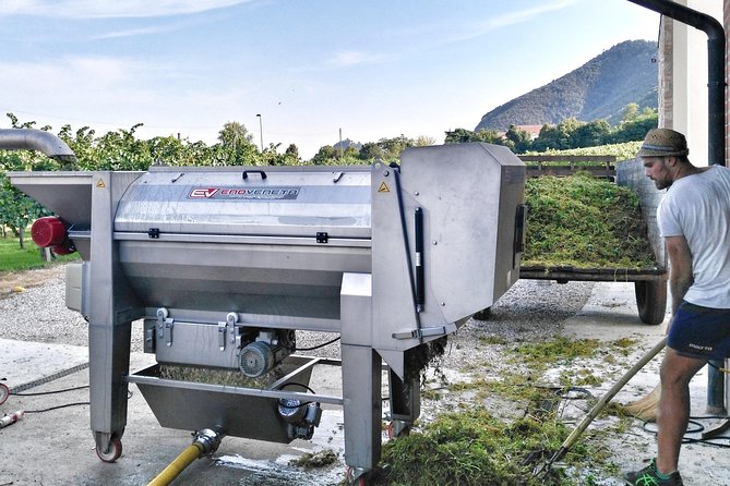 From Venice: Wine Tour in the Euganean Hills - Who should book this Euganean Hills wine tour?