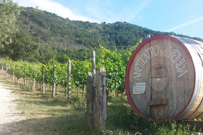 From Venice: Wine Tour in the Euganean Hills - Should you book it?