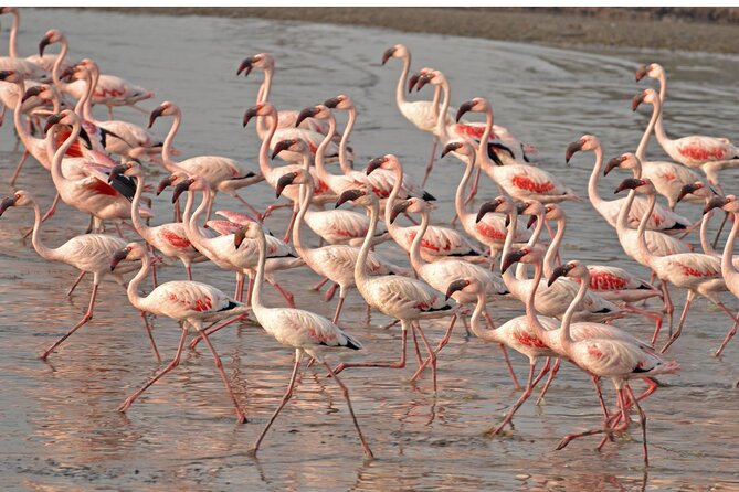 Lio Piccolo: Flamingos & Birdwatching Bike Tour in the Lagoon - Key things to know before you go
