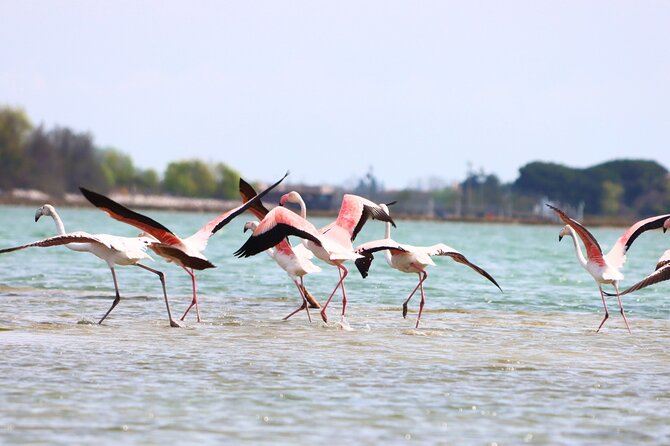 Nature Kayak Tour: Exploring Europe’s Largest Lagoon - The 10 Kilometer Route: Wetlands, Wildlife, and Island Passages