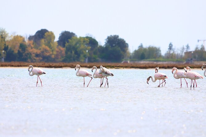 Nature Kayak Tour: Exploring Europe’s Largest Lagoon - The Meeting Point: Fondamente Nove to Get You Organized Fast