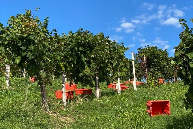 Premium Private Prosecco Hills Tour - 2 Wineries. Private tour. - The Drive, Timing, and How to Plan Your Full 7 Hours