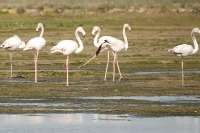 Private Boat Tour to Murano, Burano and Torcello - Practical tips to make the most of a 3-hour islands plan