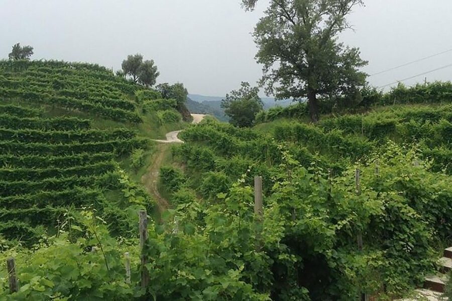 Prosecco Wine Tour. Full Day - 2 Wineries. From Venice - Key things I’d circle before you book
