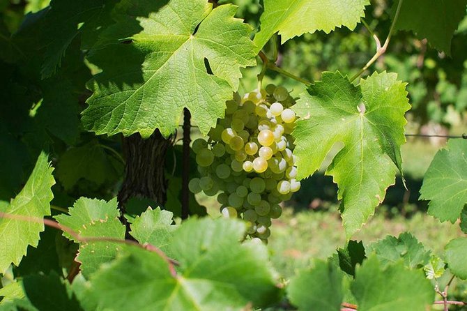 Prosecco Wine Tour. Full day from Venice - Key Things That Make This Tour Worth Your Time