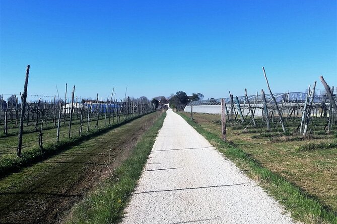 Sant’Erasmo Bike Tour in Venice’s Green Island - Who this tour fits, and who might want a different plan