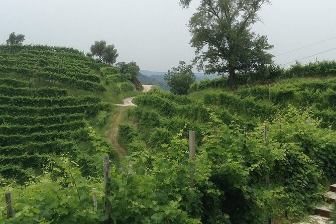 Small Group Prosecco Experience from Venice - Boutique Winery - Cantina Pietrovecchio: One Hour in the Heart of the Production Area