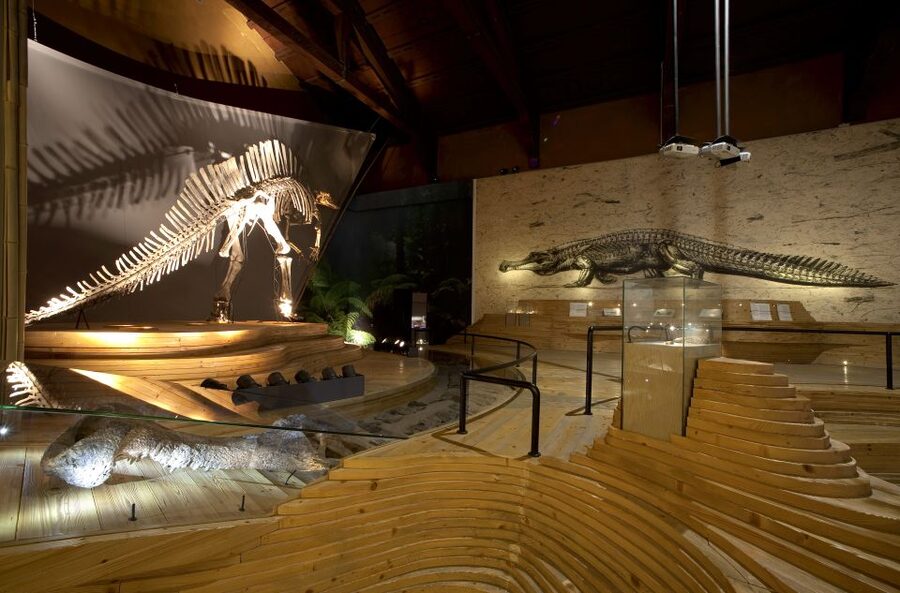 Venice: Natural History Museum Entry Ticket - Upstairs Dinosaurs, Prehistoric Crocodiles, and How to Navigate the Best Rooms